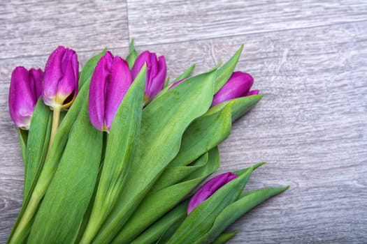 Violet tulips on a grey wooden background