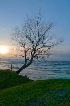 siluett of a tree on the shoreline