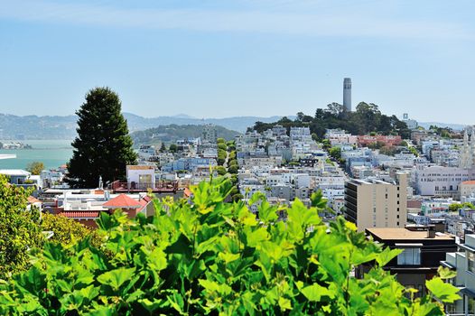 San Francisco bay and downtown landmark summer day