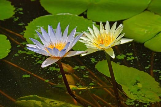 Two water lily sticking out of the water on a background of leaves.