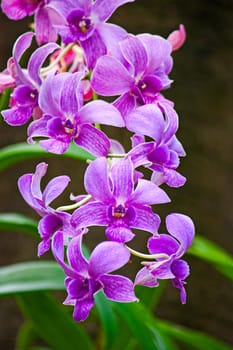 Beautiful flowers of orchids close up.