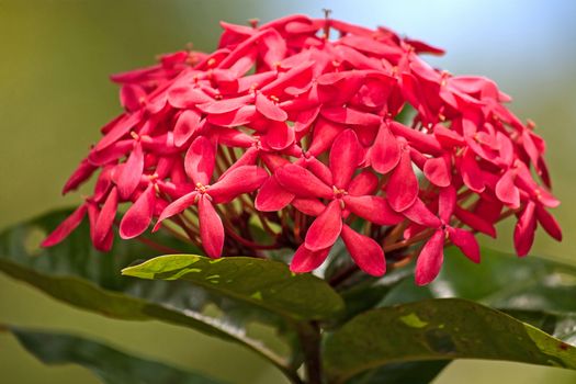 Ixora flowers close-up on a background of leaves, Thailand.