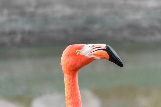 The head of a pink flamingo