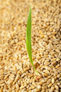   sprouted wheat photographed against the backdrop of a plurality of grains.