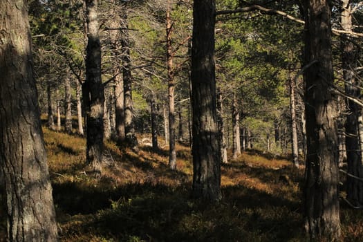 Nature, Mountains, Landscapes