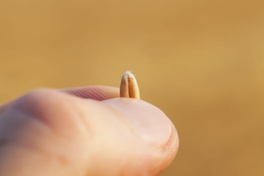   photographed close-up of wheat grain in a man's hand, after the harvest of cereals