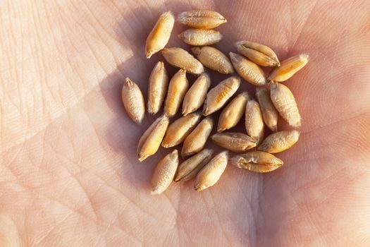   ripe yellow wheat lying in the hand, is photographed close-up