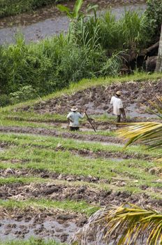 Terraced Rice Field in Bali. Organic farming. Earth international day - April 22 2016. Environmental protection planet 