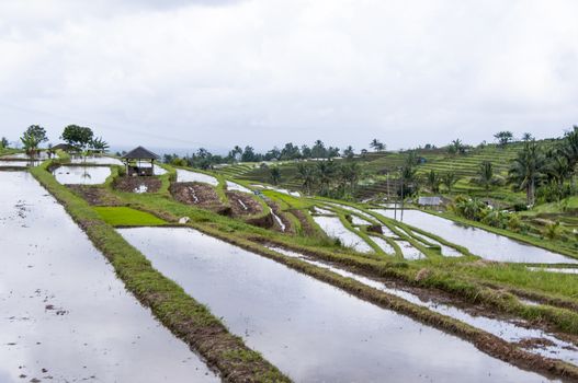 Terraced Rice Field in Bali. Organic farming. Earth international day - April 22 2016. Environmental protection planet 