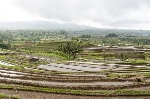 Terraced Rice Field in Bali. Organic farming. Earth international day - April 22 2016. Environmental protection planet 