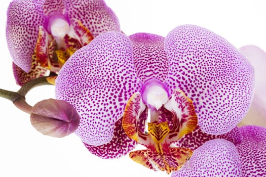  photographed close-up flowers of pink orchids isolated on white
