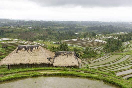 Terraced Rice Field in Bali. Organic farming. Earth international day - April 22 2016. Environmental protection planet 