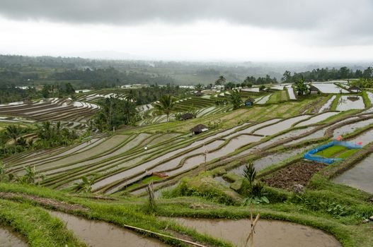 Terraced Rice Field in Bali. Organic farming. Earth international day - April 22 2016. Environmental protection planet 