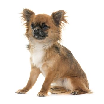 adult chihuahua in front of white background