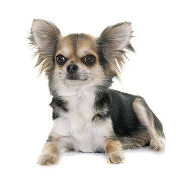 adult chihuahua in front of white background