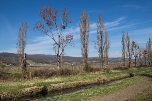 First grass in the spring, lining the banks of a small river. High trees, still without leaves. Intense blue sky with white clouds.