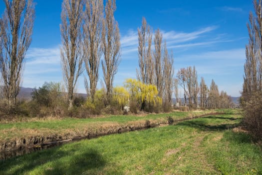 First grass in the spring, lining the banks of a small river. High trees, still without leaves. Intense blue sky with white clouds.