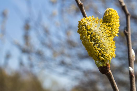 Yellow catkins in the early spring, with a twig still without leaves. Blurry forest and sky in the background.