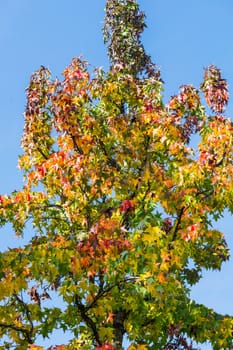 Autumn tree in November in sunny weather.      
