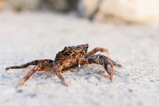 Crab fished out of the sea and sitting on the road