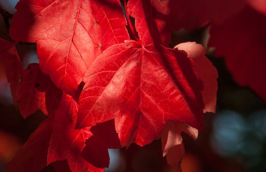 A Maple tree tells its foliage, it's time to go.