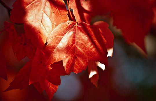 A Maple tree tells its foliage, it's time to go.