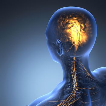 science anatomy of human brain in x-ray