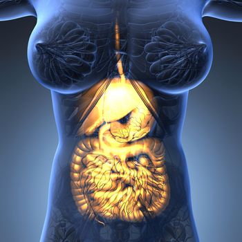 science anatomy of woman body with glow digestive system