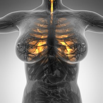 science anatomy of woman body with glow lungs