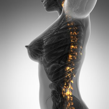 Human backache and back pain with an upper torso body skeleton showing the spine and vertebral column