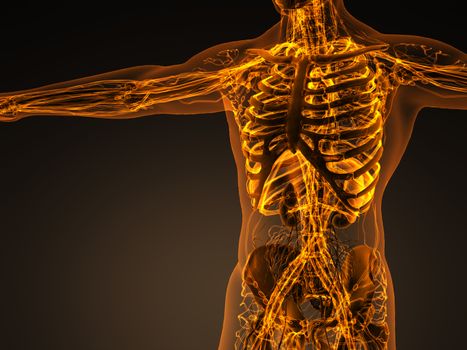 Human circulation cardiovascular system with bones in transparent body