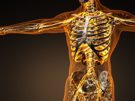 Human circulation cardiovascular system with bones in transparent body