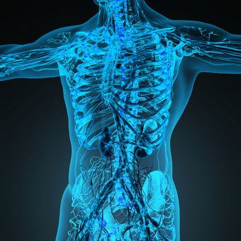 Human circulation cardiovascular system with bones in transparent body