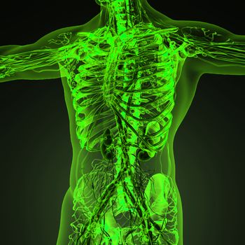 Human circulation cardiovascular system with bones in transparent body