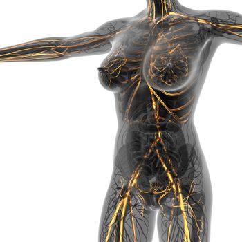 science anatomy of human body in x-ray with glow blood vessels