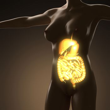 science anatomy of human body with glow digestive system