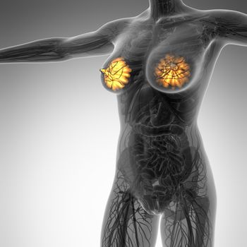 science anatomy of human body in x-ray with glow mammary gland