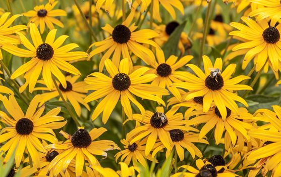 nice group of yellow flower in the garden