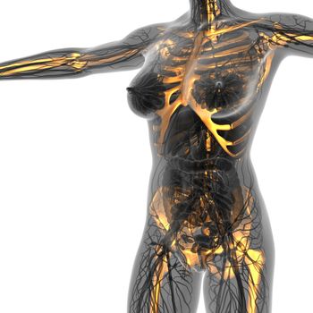 science anatomy of human body in x-ray with glow skeleton bones