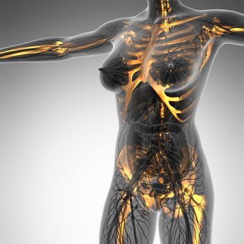 science anatomy of human body in x-ray with glow skeleton bones