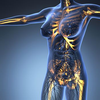 science anatomy of human body in x-ray with glow skeleton bones