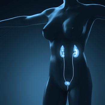 science anatomy of human body with glow kidney