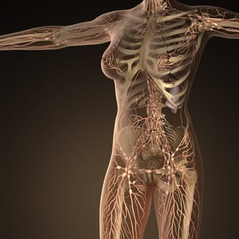 Human limphatic system with bones in transparent body