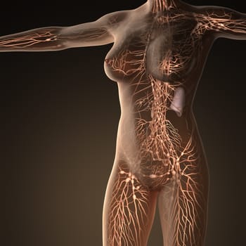 Human limphatic system with bones in transparent body