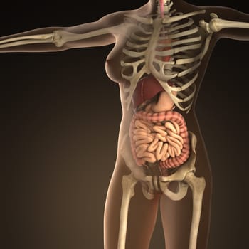 Anatomy of human organs with bones in transparent body