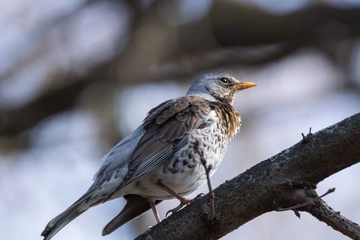 The photo depicts a thrush on a tree