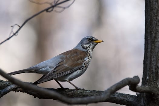 The photo depicts a thrush on a tree