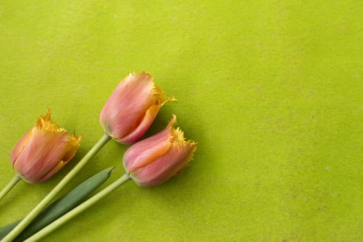 Tulips for card. Tulips against a green background