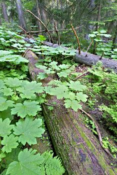 Lush green cold rain forest in Mount Revelstoke National Park, Canada.