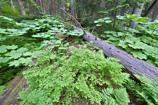 Lush green cold rain forest in Mount Revelstoke National Park, Canada.